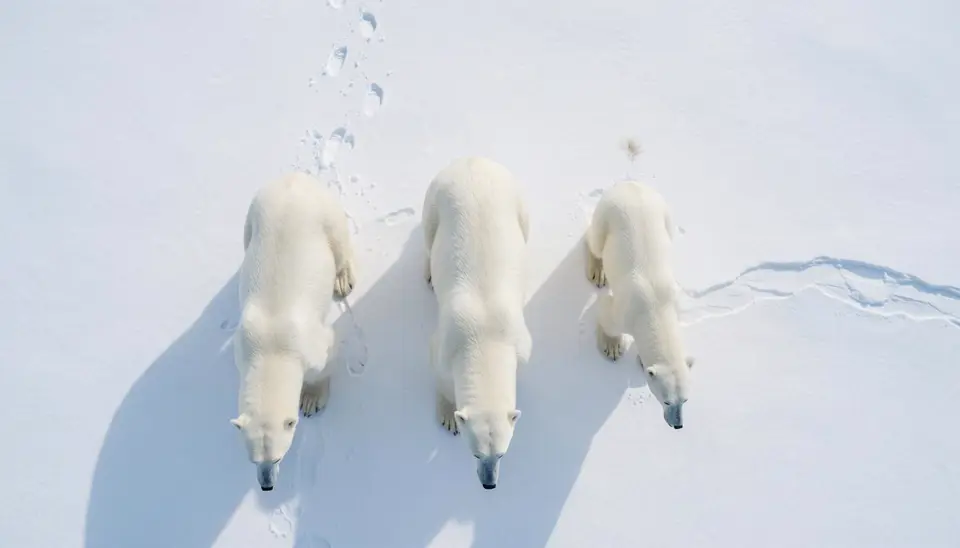 Polar bear family on melting Arctic ice