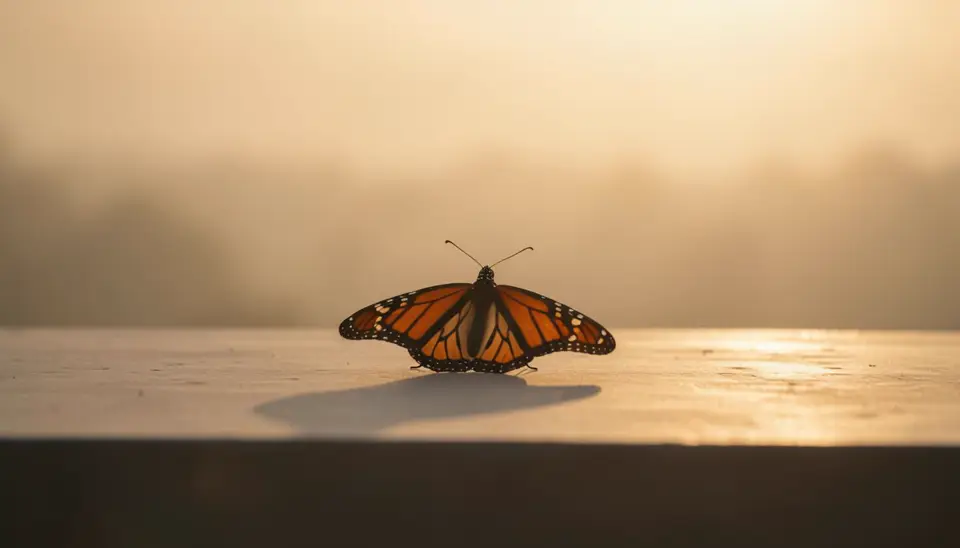 Monarch butterfly on milkweed plant