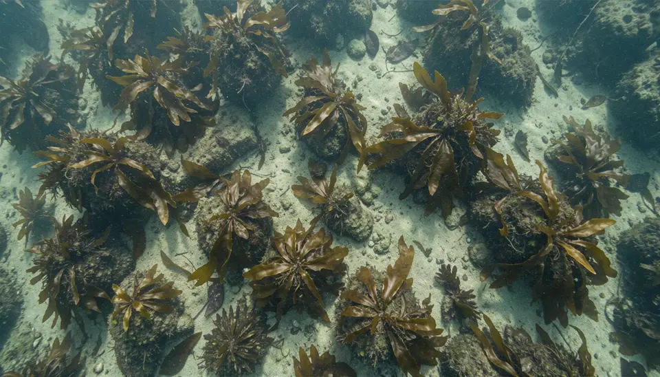 Kelp forest collapse and sea-urchin explosions causing distress to a first-generation immigrant in 2024