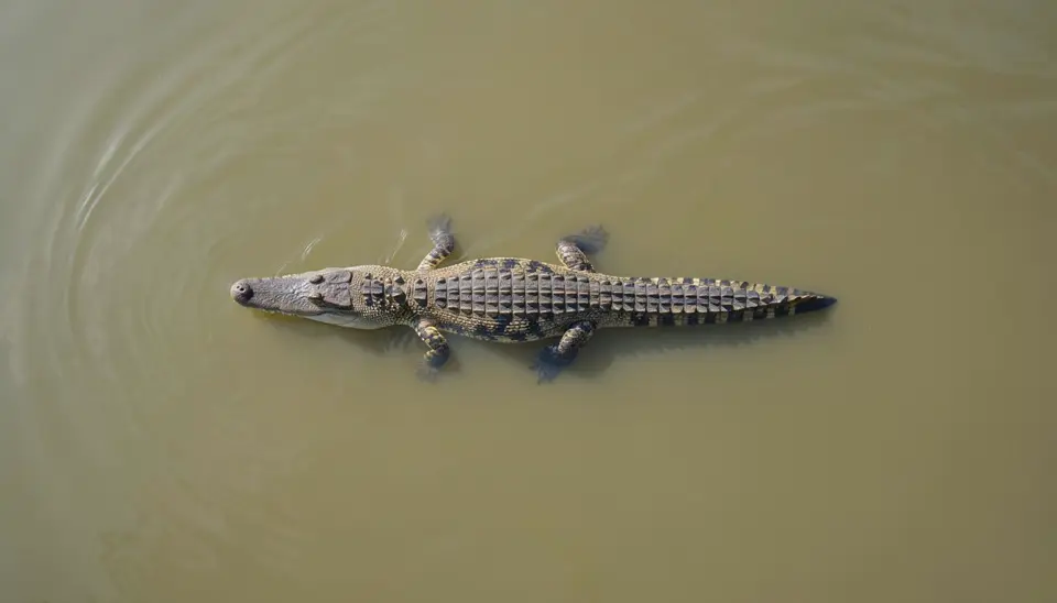 Gharial swimming in a river