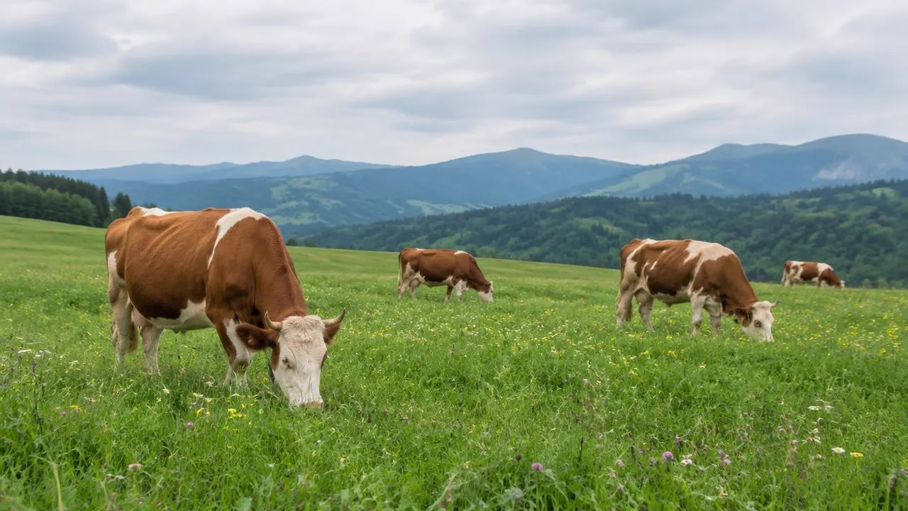 Cows grazing in a wildflower meadow below green hills